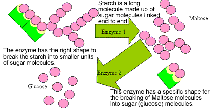 A representation of the shape specific enzymes that help carry out important reactions in living organisms.